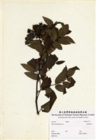 藏品(榿葉懸鉤子)的圖片